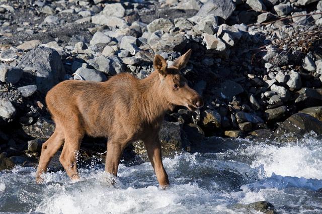 077 Seward, Jonge Eland.jpg